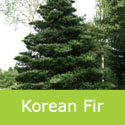 Abies Koreana Korean Fir shape